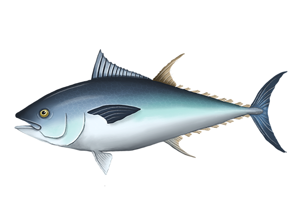 Bluefin