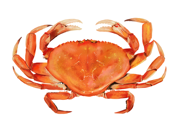 Crab