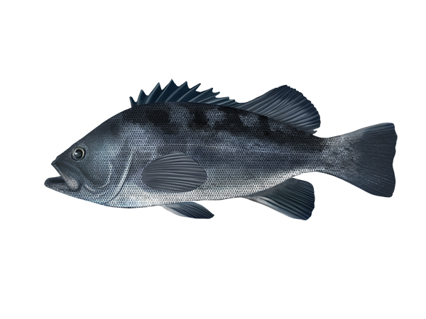 Rockfish