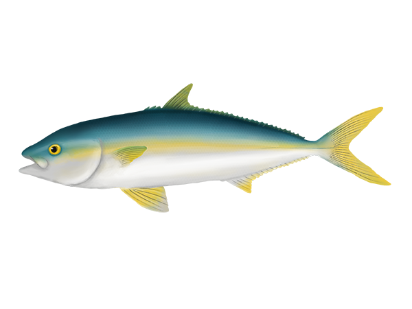 Yellowtail