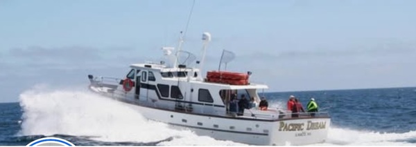 Pacific Dream Live Bait Halibut/Striped Bass