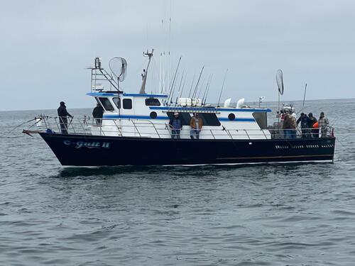 C Gull II AM Live Bait Halibut/Striped Bass