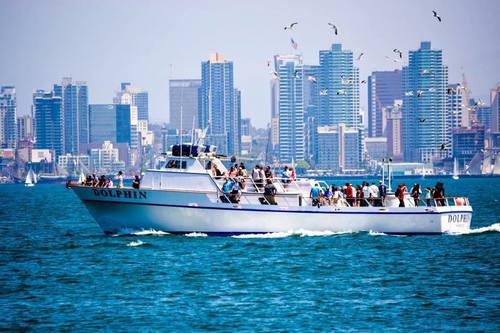 Dolphin PM Half Day