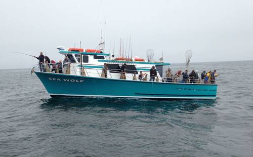 Sea Wolf Rockfish/Lingcod