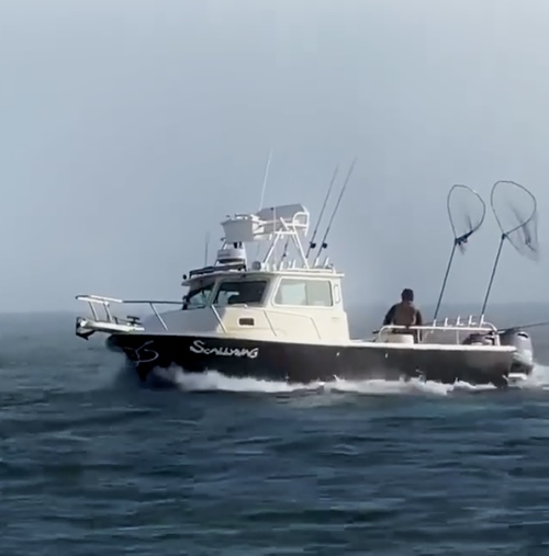 Scallywag Live Bait Halibut/Striped Bass